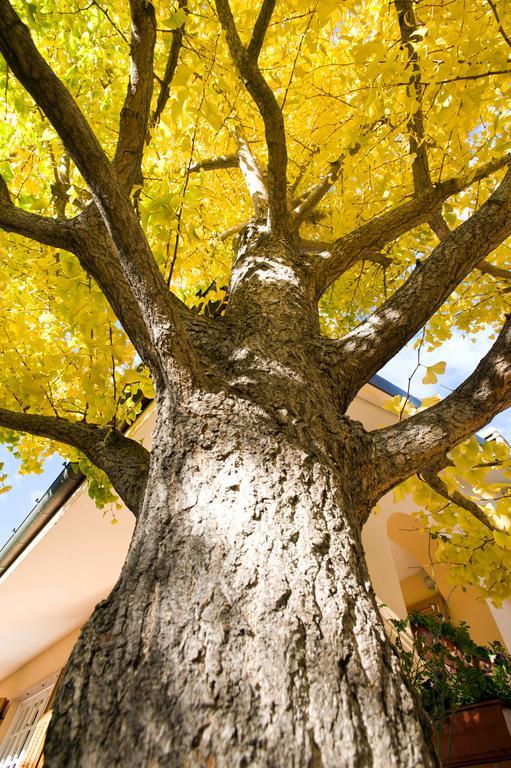 Bed and Breakfast L'Albero Della Vita Черіале Екстер'єр фото